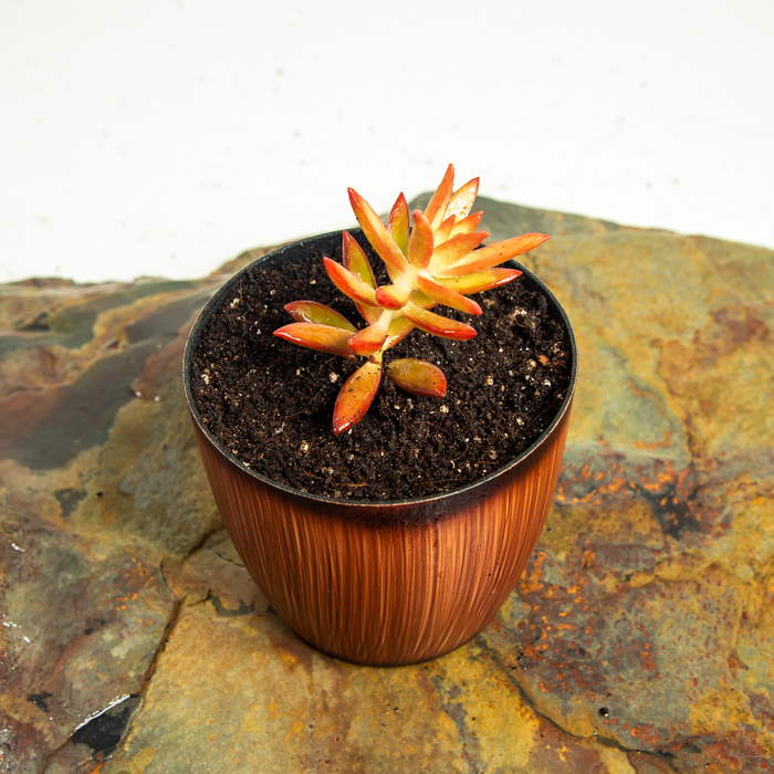 Sedum adolphi 'Firestorm'