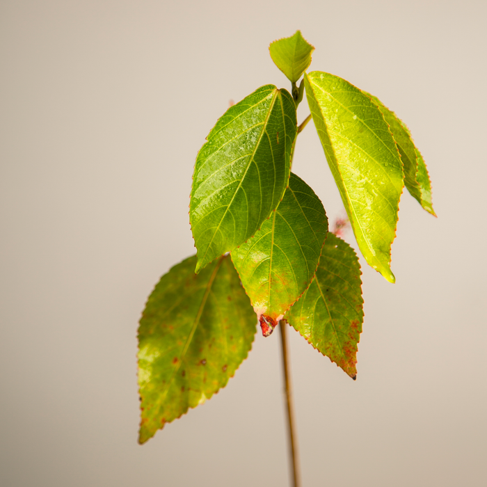 Copperleaf | Acalypha wilkesiana