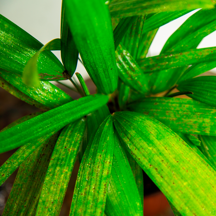 The lady palm | Rhapis excelsa