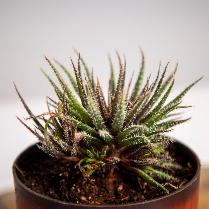 Aloe haworthiodes