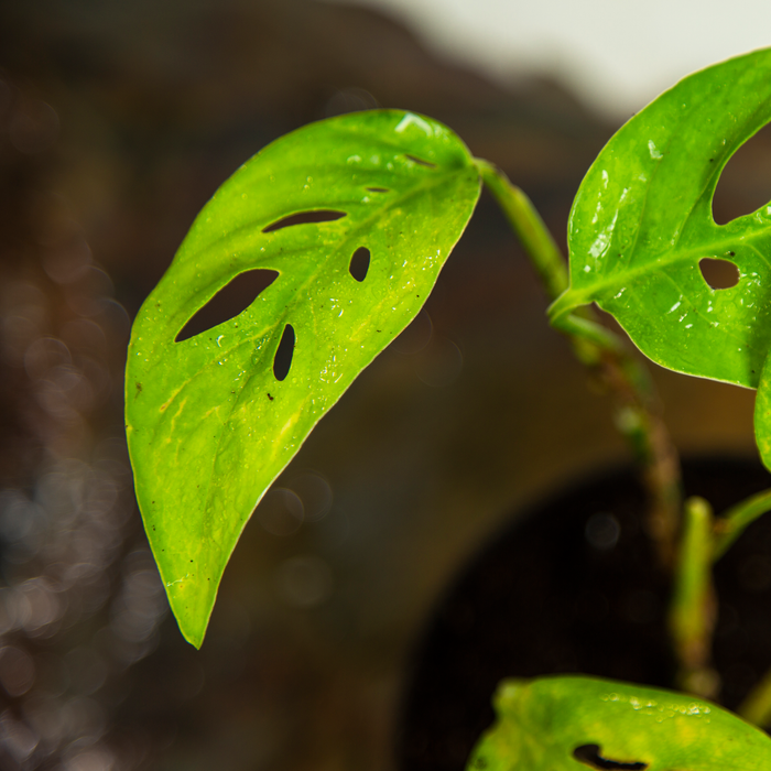 Swiss Cheese plant