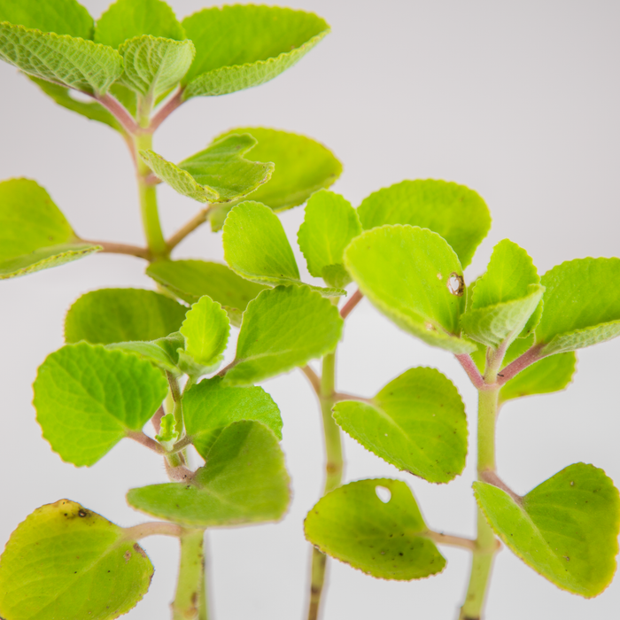 Patta ajwain | Coleus amboinicus | Coleus sp.