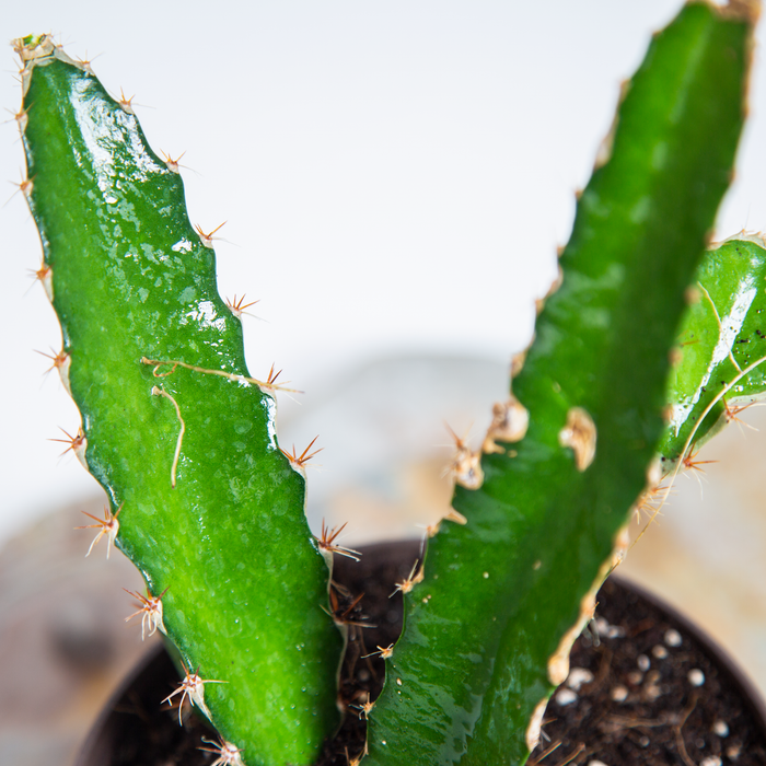 Dragon Fruit | Selenicereus undatus