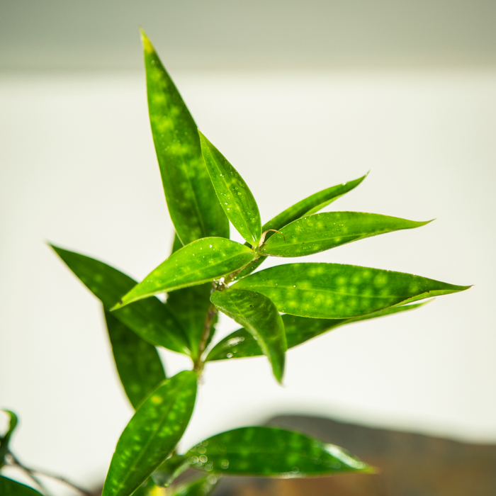 Japanese bamboo /Dracaena Surculosa