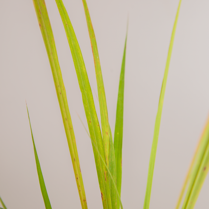 Immunity booster Combo plants | Ajwain, Pipali, Lemon grass