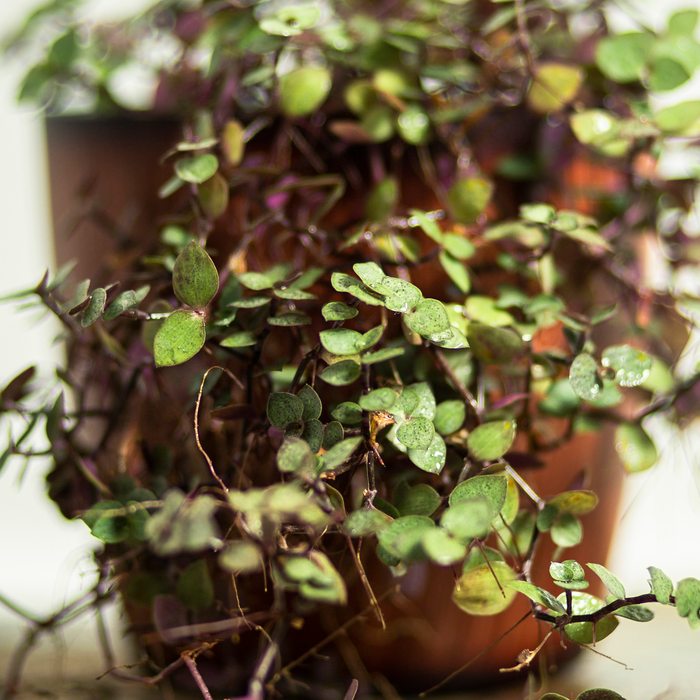 Creeping inch-plant | Callisia repens