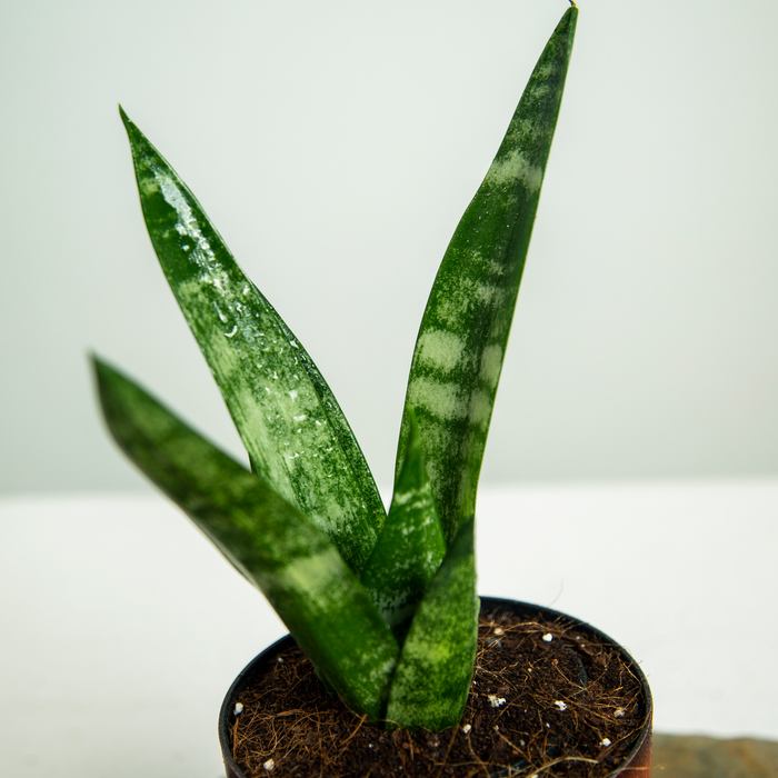 Frozen Snake Plant | Sansevieria Trifasciata