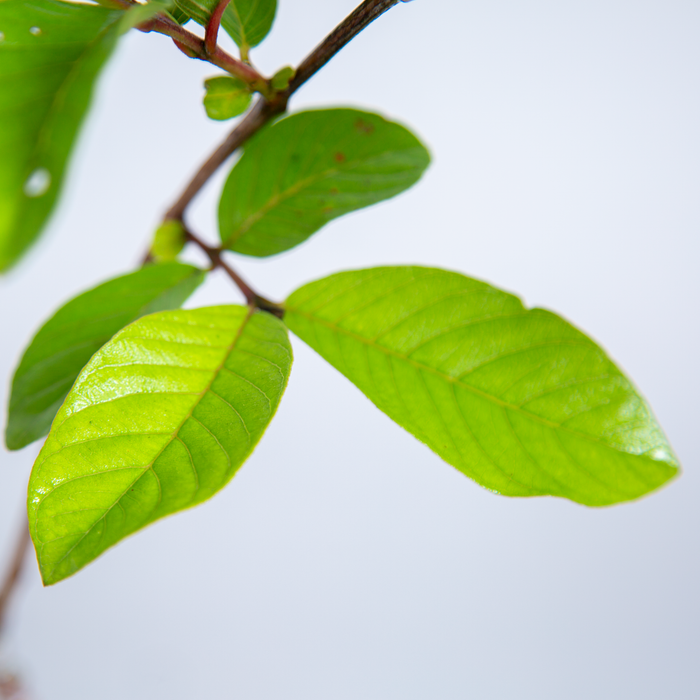 L49  guava | Psidium Guajava