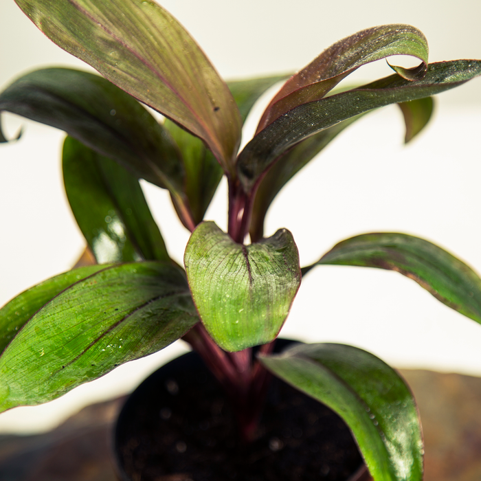 Cordyline Chocolate queen