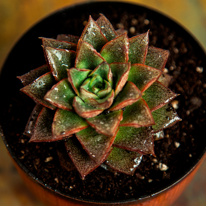 Echeveria 'Chinensis lotus'