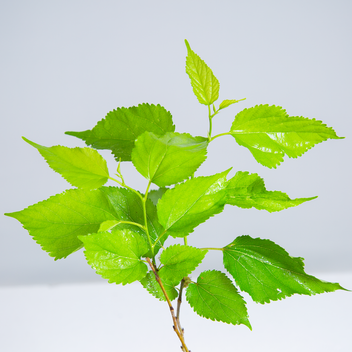 Mulberry | Morus alba