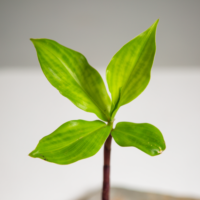 Insulin plant | Chamaecostus cuspidatus