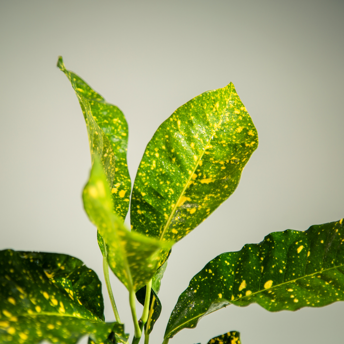 Garden croton | Codiaeum variegatum L.