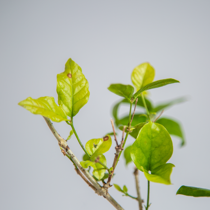 Mogra | Jasmine | Jasminum sambac