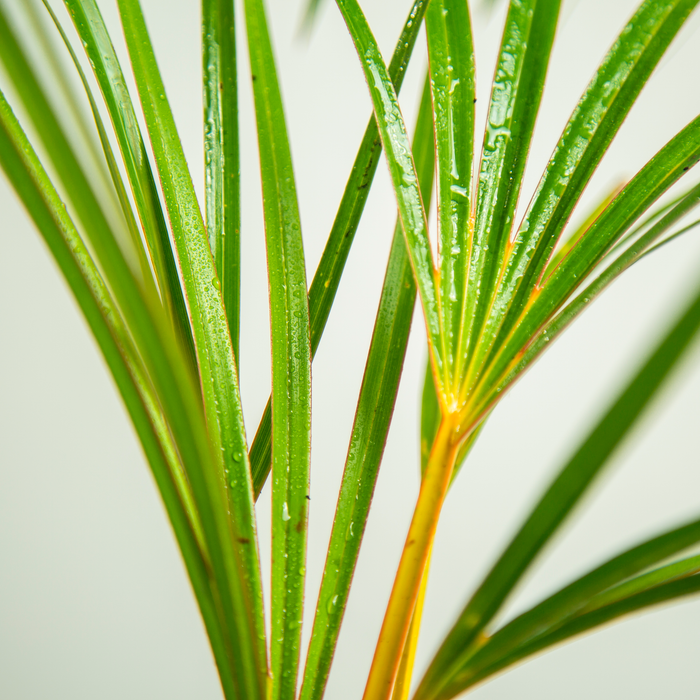 Latania palm | Latania lontaroides