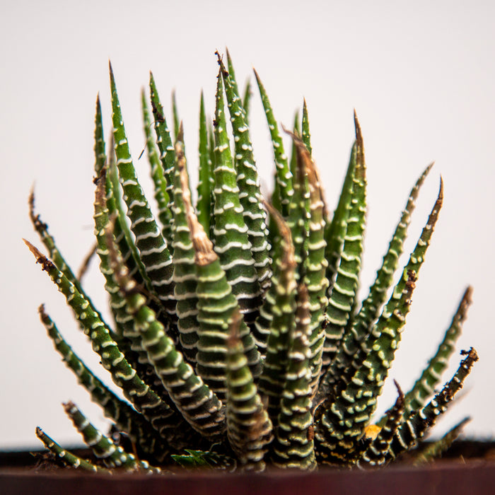 Zebra Wart / Aloe Reinwardtii
