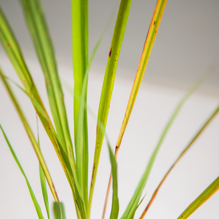 Lemon grass | Cymbopogon citratus