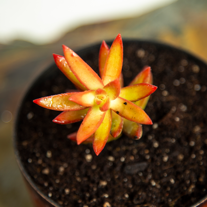 Sedum adolphi 'Firestorm'
