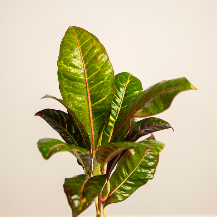 Zanzibar croton | Codiaeum variegatum zanzibar