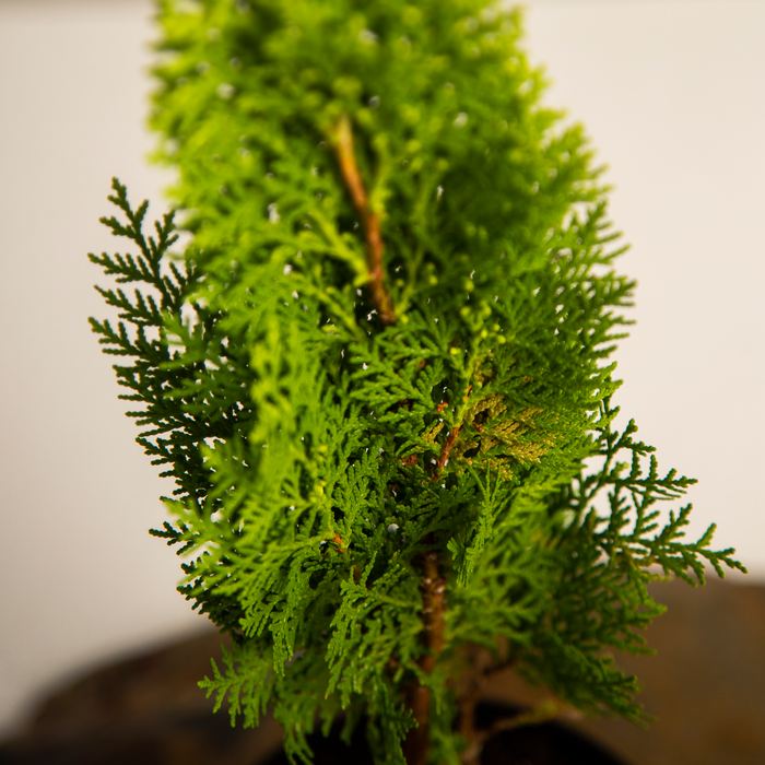 Thuja plant | Thuja occidentalis