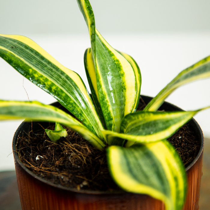 Sanseveria trifasciata 'Hi-Color'