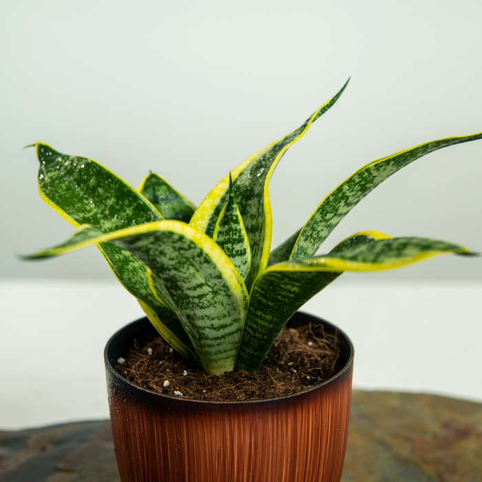 Sanseveria trifasciata 'Futura Superba'
