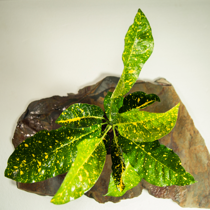 Garden croton | Codiaeum variegatum L.