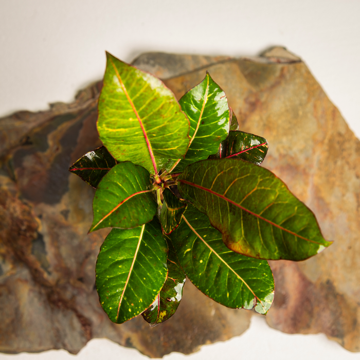 Zanzibar croton | Codiaeum variegatum zanzibar