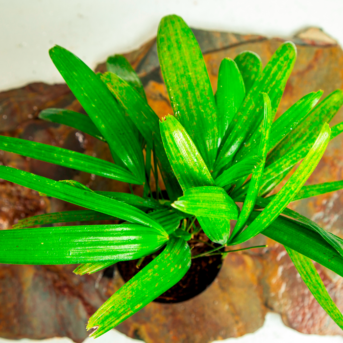 The lady palm | Rhapis excelsa