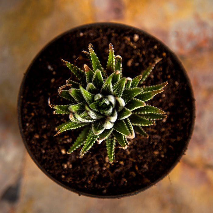 Zebra Wart / Aloe Reinwardtii
