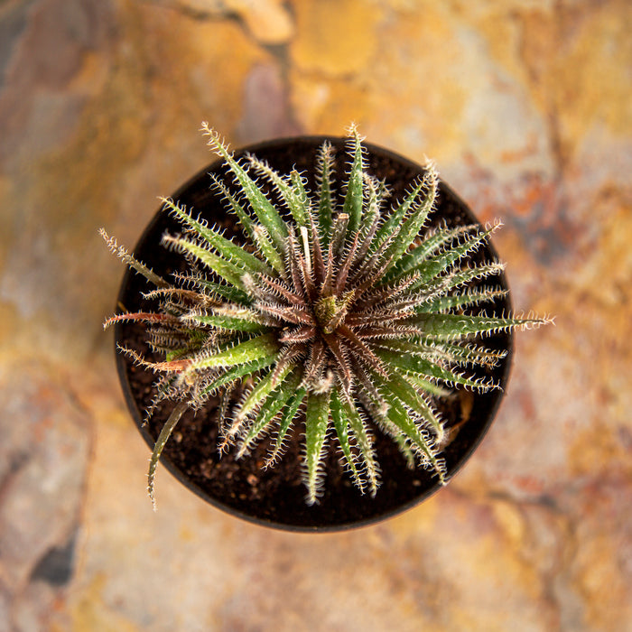 Aloe haworthiodes