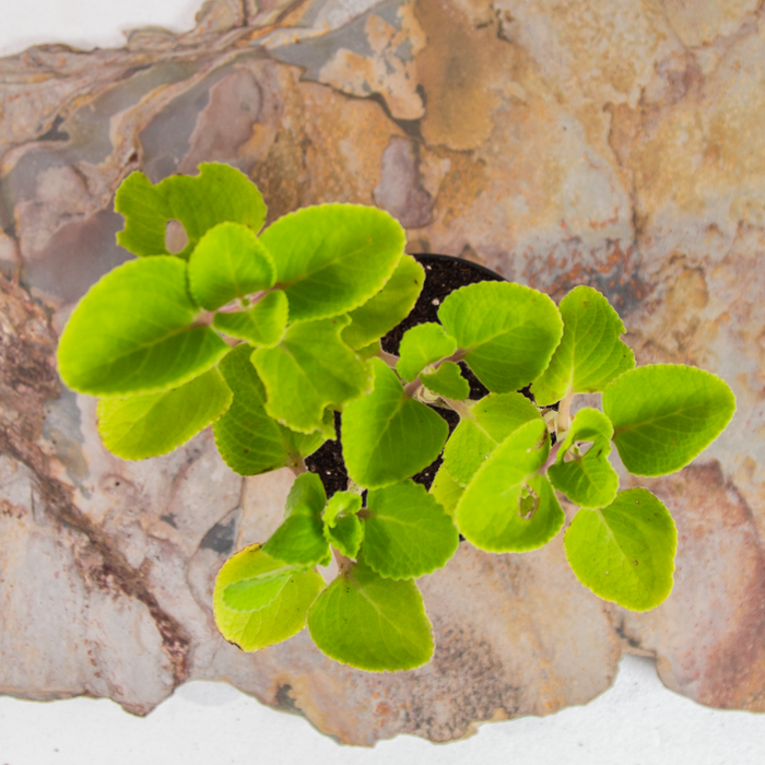 Patta ajwain | Coleus amboinicus | Coleus sp.