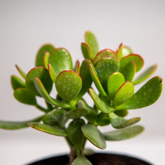 Crassula ovata lucky jade Hummel's Gold