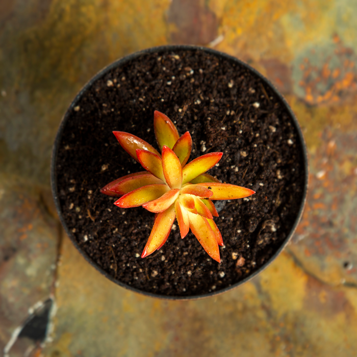 Sedum adolphi 'Firestorm'