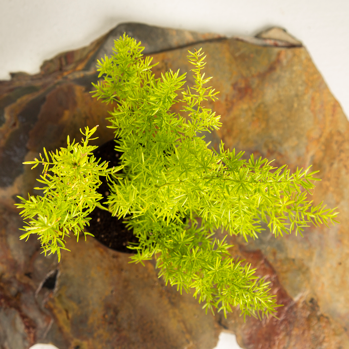 Asparagus Fern | Sprenger's asparagus