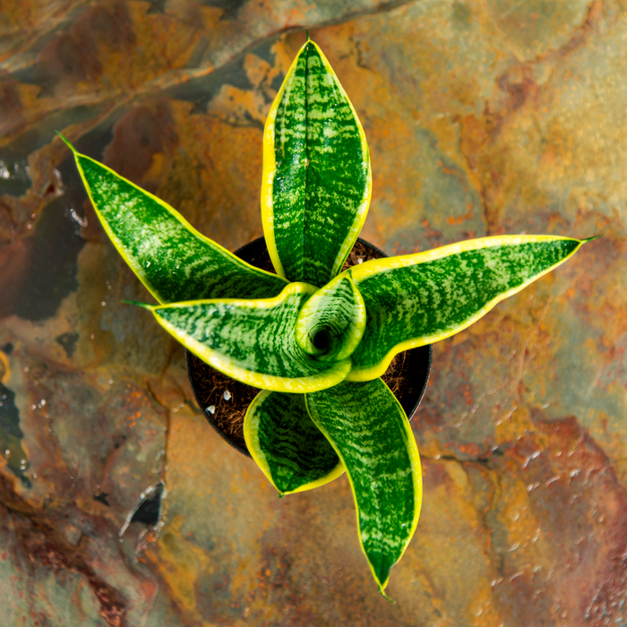 Sanseveria trifasciata 'Futura Superba'