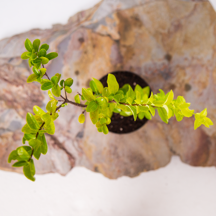 Sweet cherry | Prunus avium