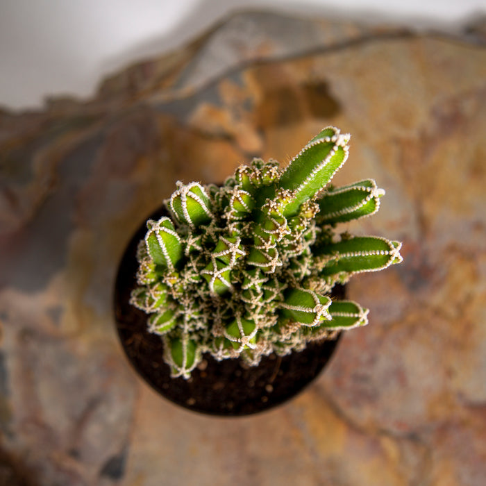 Sweet potato Cactus | Cereus 'Florida' (Monstrose Mini)