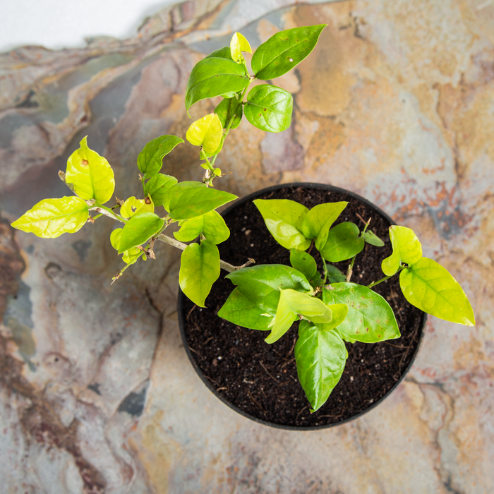 Mogra | Jasmine | Jasminum sambac