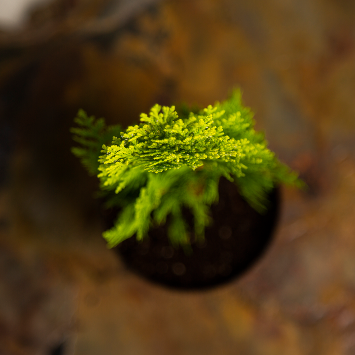 Thuja plant | Thuja occidentalis