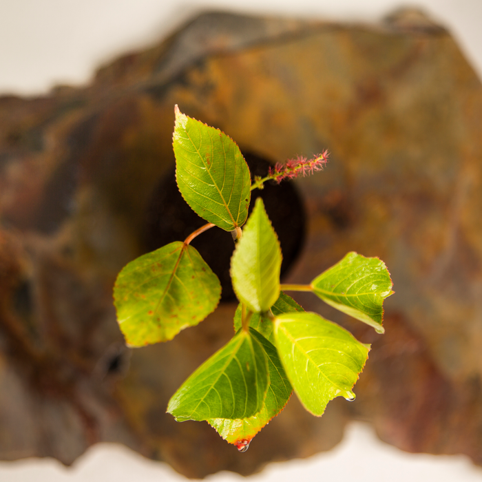 Copperleaf | Acalypha wilkesiana