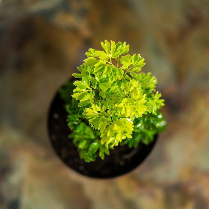 Aralia golden | Polyscias fruticosa