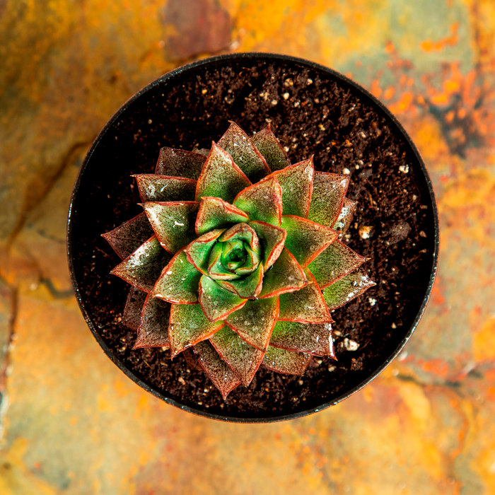 Echeveria 'Chinensis lotus'