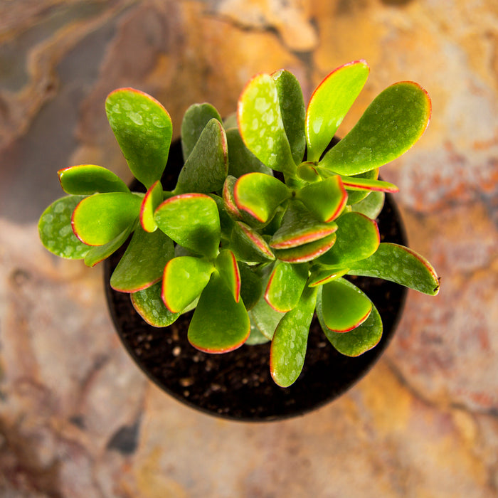 Crassula ovata lucky jade Hummel's Gold