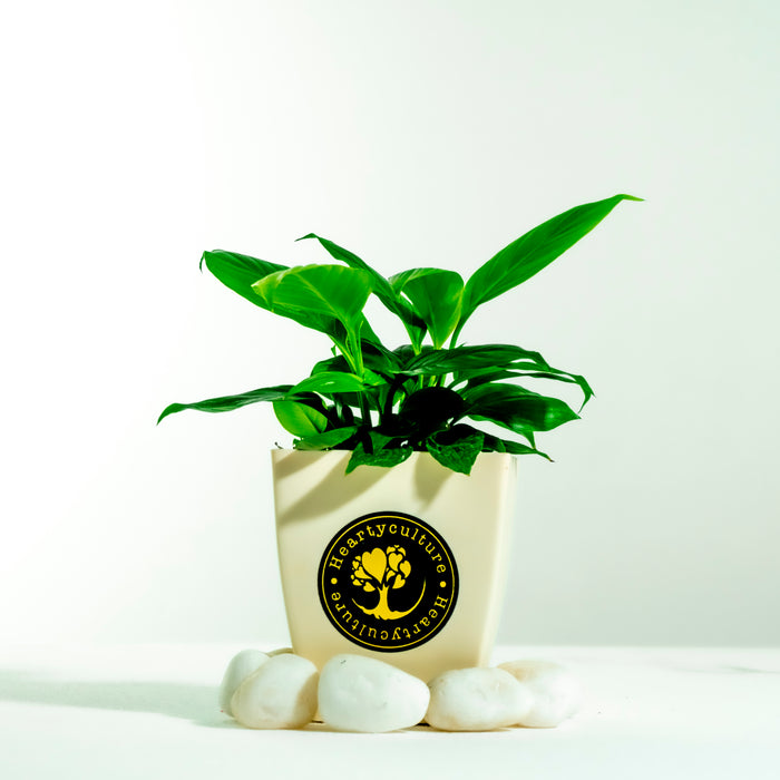 Peace Lily