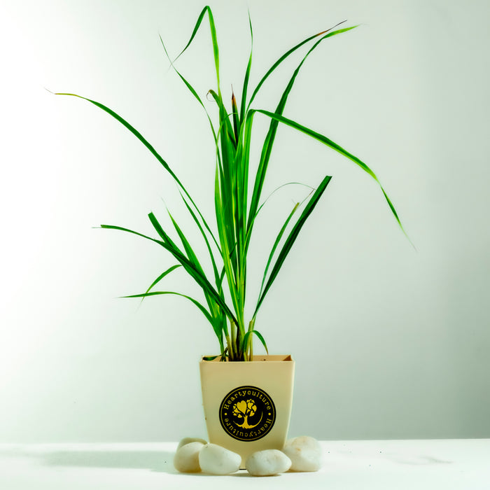 Lemon grass | Cymbopogon citratus