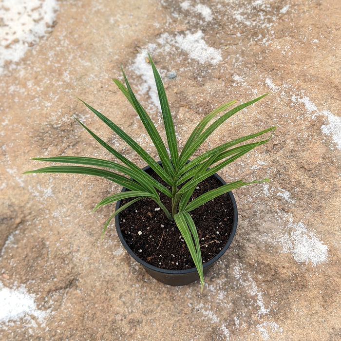 Triangle Palm | Dypsis decaryi