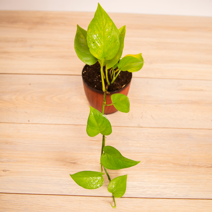 Blessings of Laxmi-ji / Money plant 'N-Joy, / Money plant 'Green'/ Money plant 'Marble / Money plant 'Golden'Queen' /