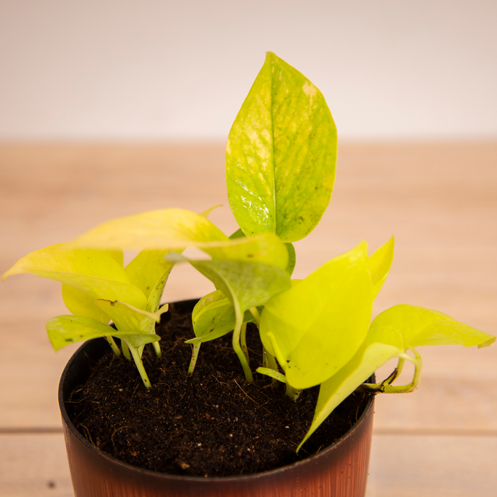 Blessings of Laxmi-ji / Money plant 'N-Joy, / Money plant 'Green'/ Money plant 'Marble / Money plant 'Golden'Queen' /