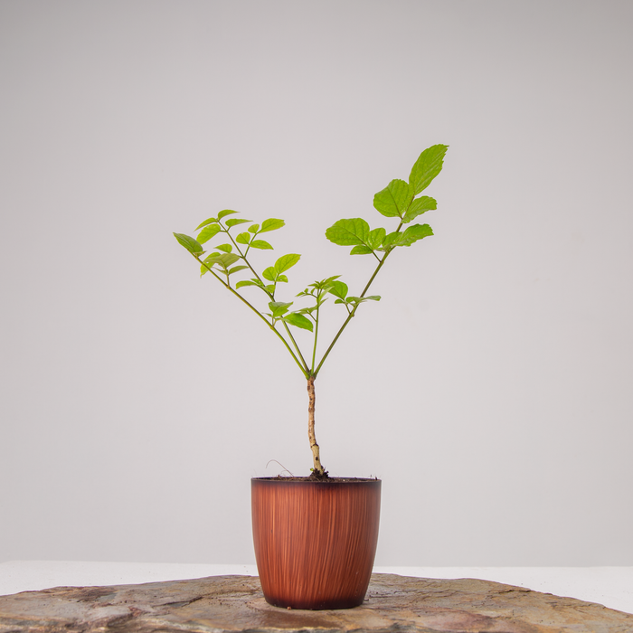 Ritha | Soapnut | Sapindus laurifolius